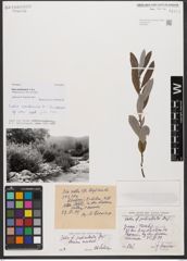 Foto von Salix xanthicola K. I. Chr.